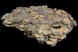 Dactylioceras Ammonite Cluster - Germany #92872-2